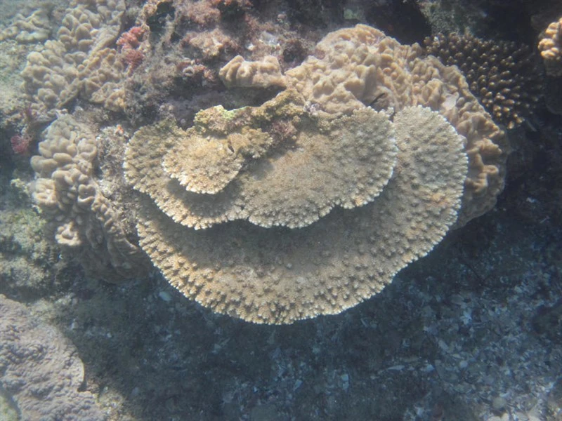 , Stony Coral, Acropora branchi