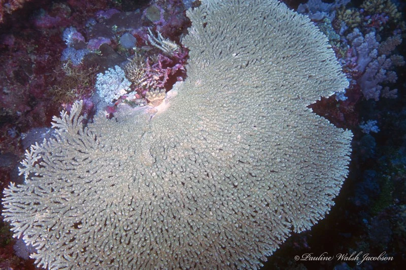 , Stony Coral, Acropora clathrata