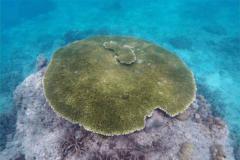 , Staghorn Coral, Acropora cytherea
