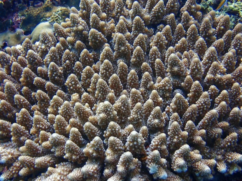 , Acropora Gemmifera, Acropora gemmifera