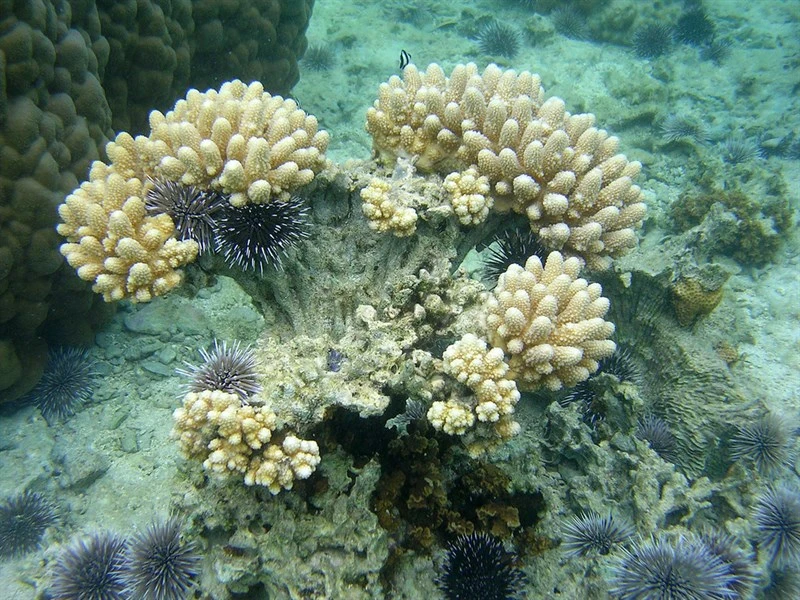 , Stony Coral - Acropora globiceps, Acropora globiceps