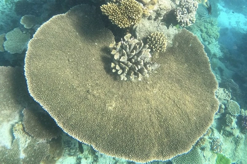 , Stone Coral, Acropora hyacinthus