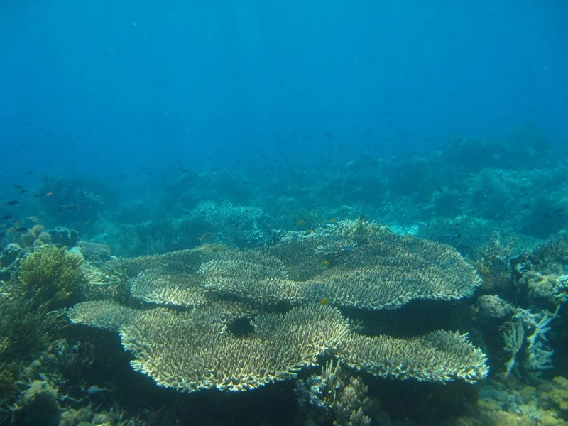 , Acropora Indonesia - Acropora indonesia, Acropora indonesia