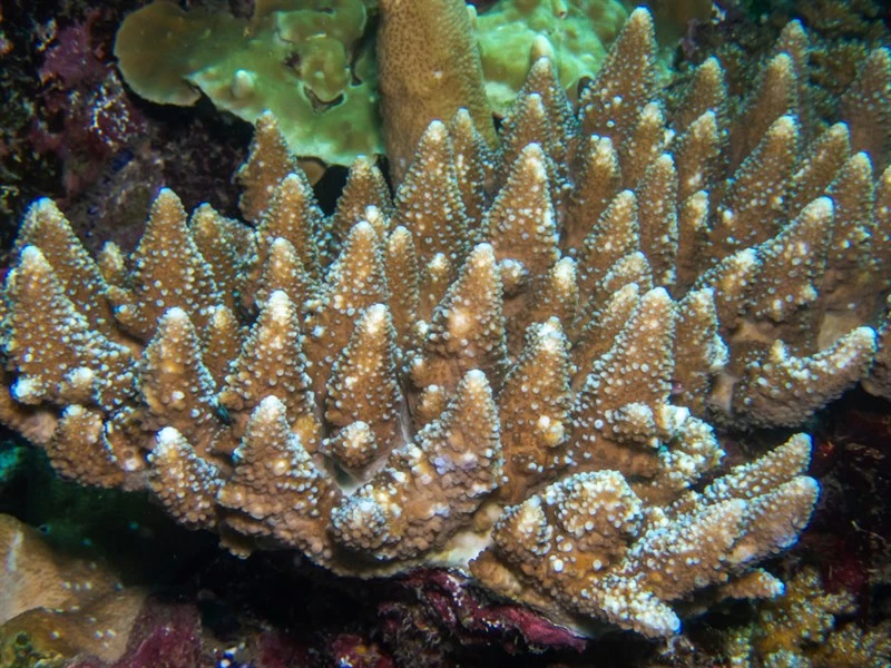 , Stony Corals, Acropora monticulosa
