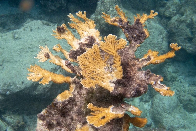 , Fused Staghorn Coral, Acropora prolifera