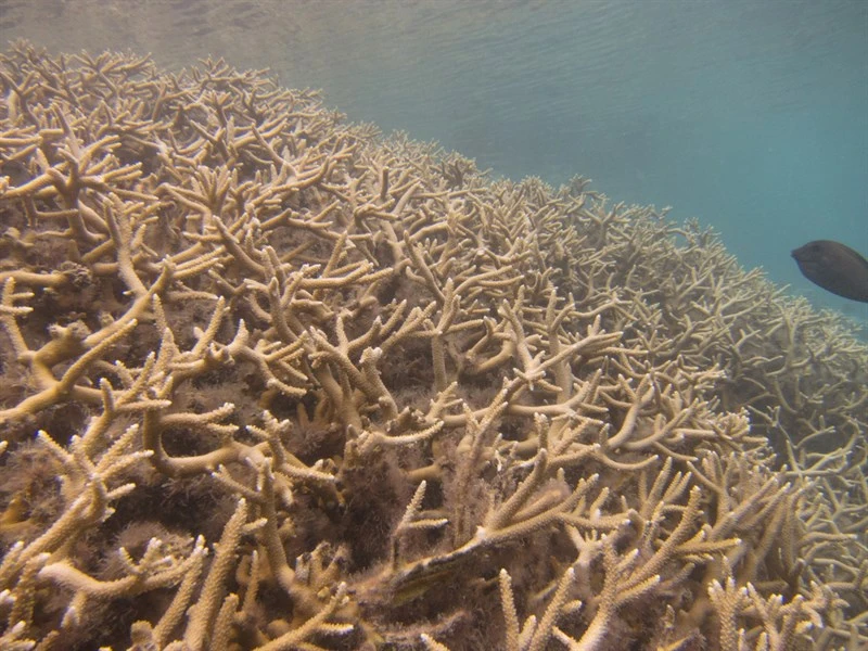 , Stony Corals, Acropora pulchra