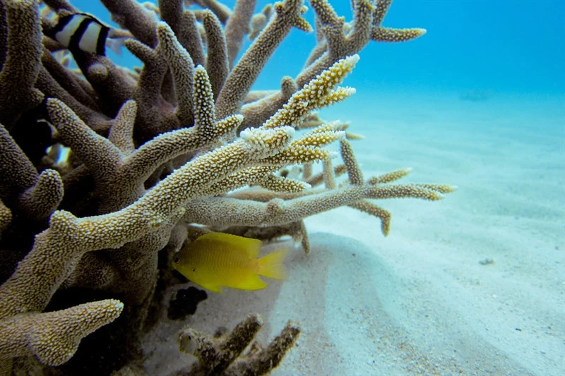 , Stony Corals, Acropora robusta