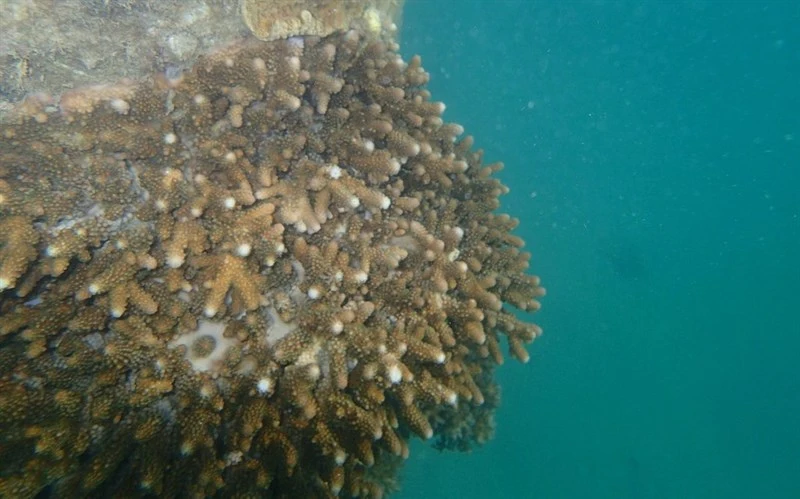 , Bula Acropora Coral - Acropora samoensis, Acropora samoensis