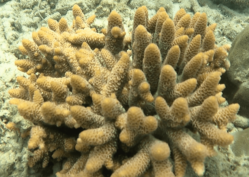 , Acropora Spathulata, Acropora spathulata