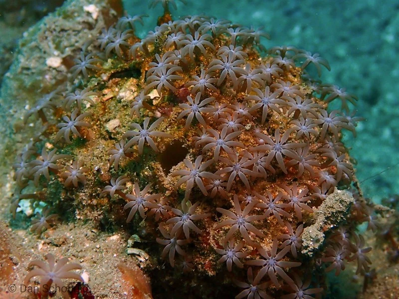 , Mat Polyps, Acrossota amboinensis