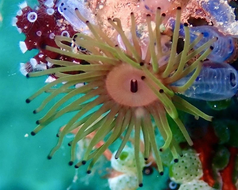 , Sea Mats, Acrozoanthus australiae