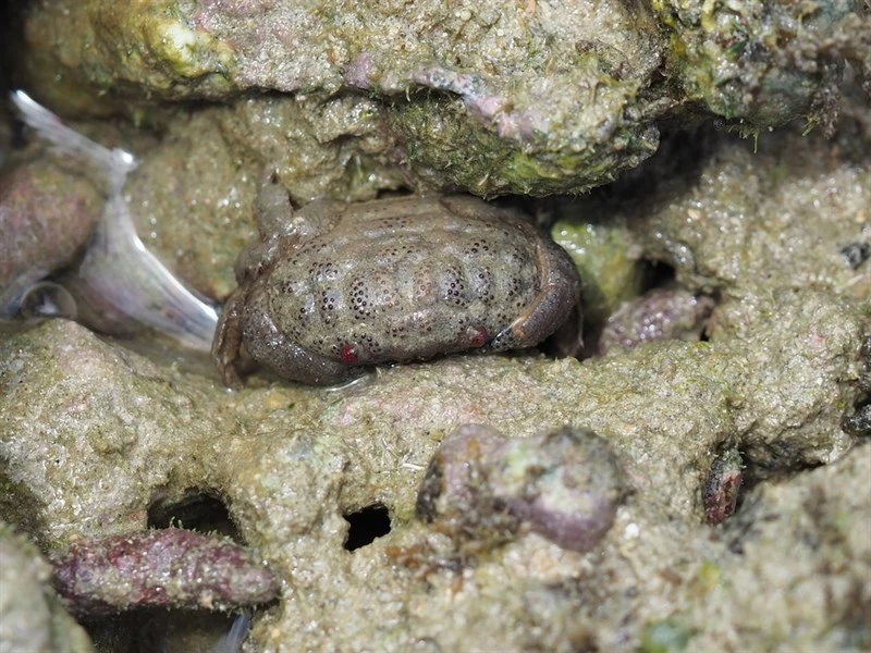 , Spiny-legged Rock Crab - Actaeodes tomentosus, Actaeodes tomentosus