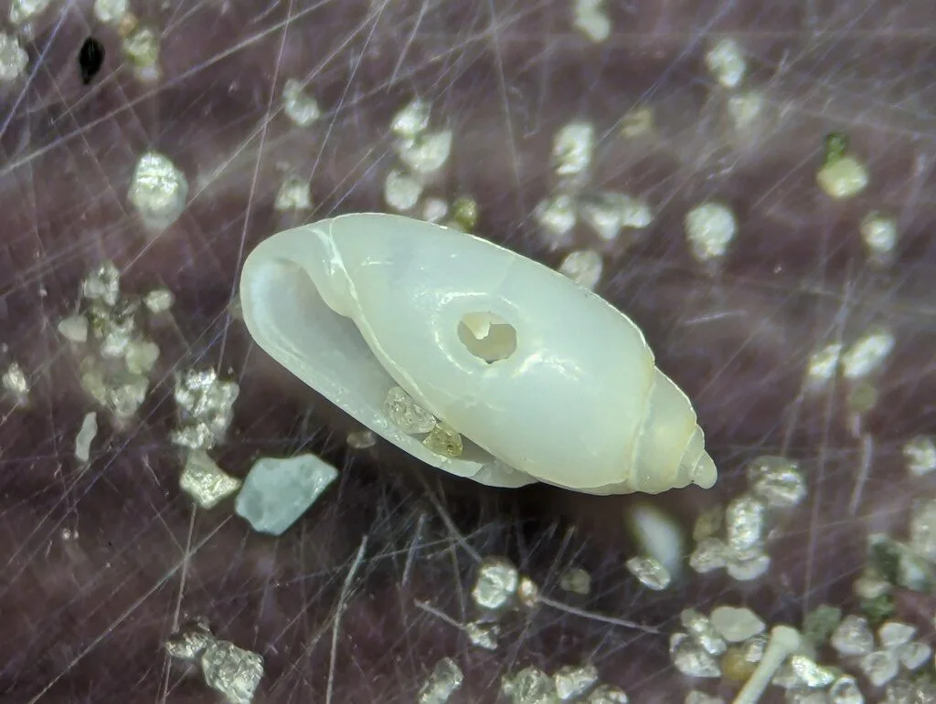 , Acteocina candei, Acteocina candei