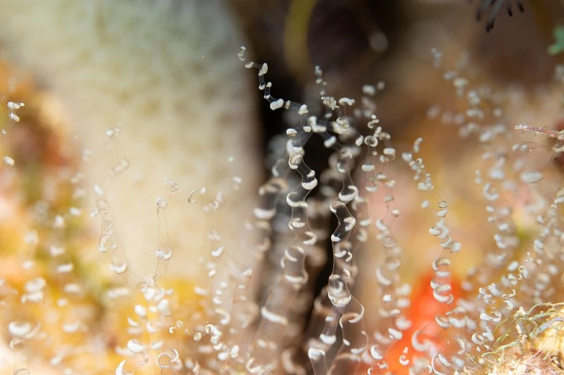 , Actinia annulata