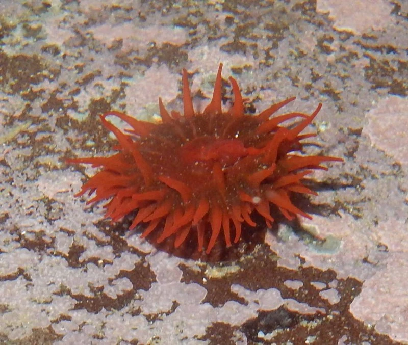 , Plum Anemone, Actinia ebhayiensis