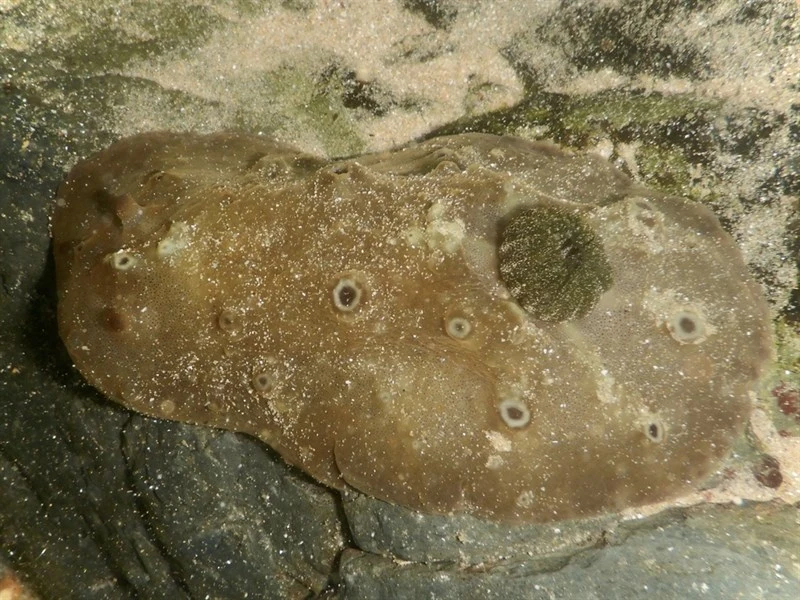, Nudibranch, Actinocyclus verrucosus