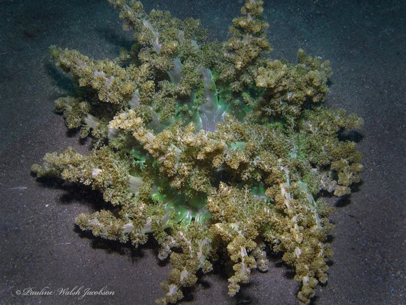 , Burrowing Sea Anemone, Actinodendron arboreum