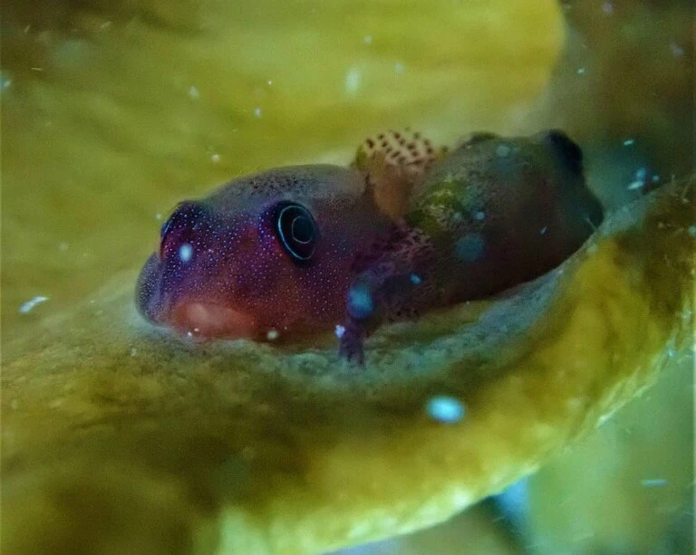 Papillate clingfish, Acyrtus artius, Acyrtus artius