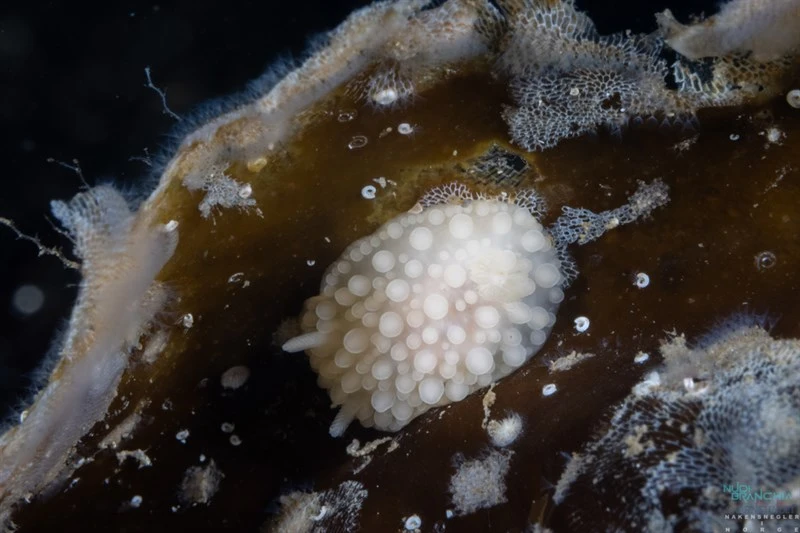, False Doris, Adalaria proxima