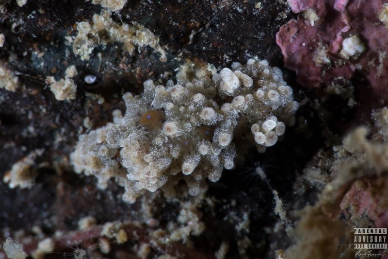 , Nudibranch, Aegires punctilucens