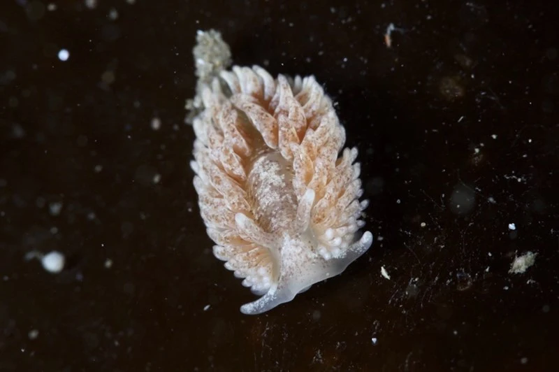 , Filomena's Aeolidia, Aeolidia filomenae