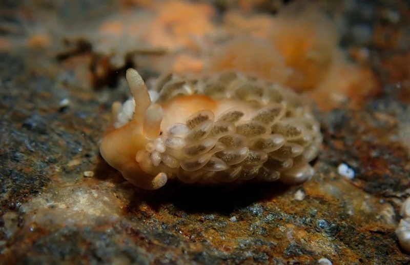 , Nudibranch, Aeolidiella alderi