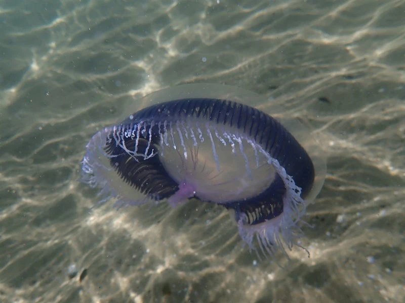 , Many-ribbed Jellyfish - Aequorea forskalea, Aequorea forskalea