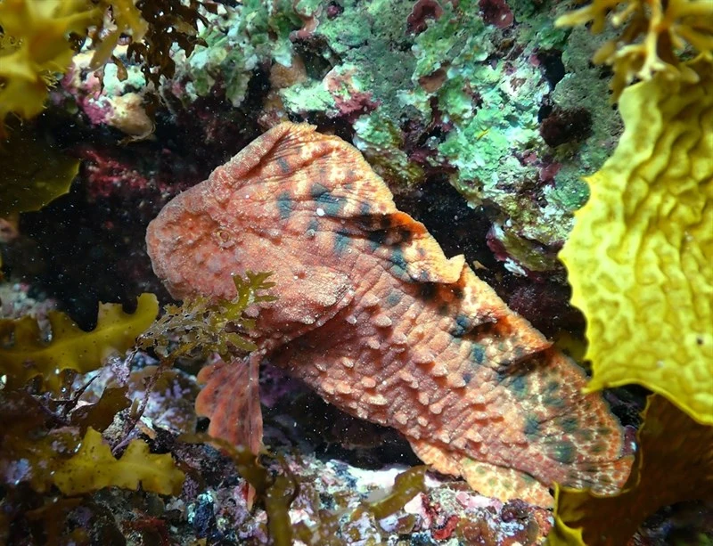 Warty prowfish, Warty Prowfish, Smooth Prowfish, Tasmanian Prowfish - Aetapcus maculatus, Aetapcus maculatus