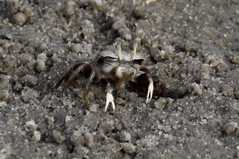 , West African Fiddler Crab; European Fiddler Crab; Barrilete, Afruca tangeri