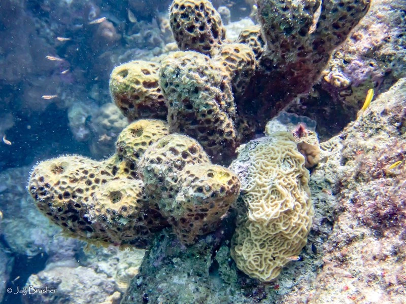 , Lowrelief Lettuce Coral, Agaricia humilis