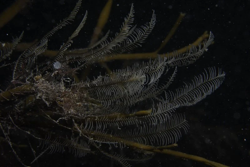 , Podded Hydroid, Tooth Feather Hydroid, Aglaophenia pluma