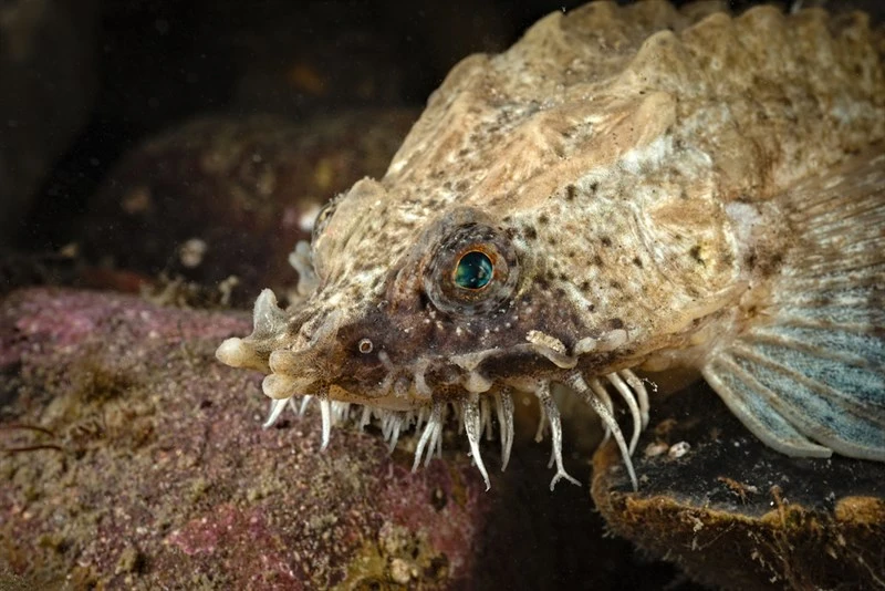 Hooknose, Agonus cataphractus