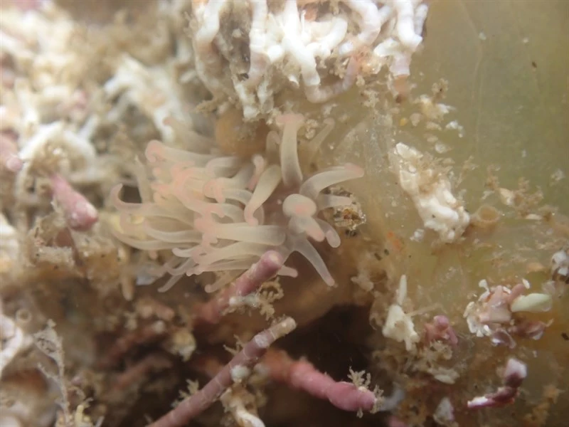 , Thenarian Burrowing Anemone, Pink-spotted Sea Anemone, Aiptasiogeton eruptaurantia
