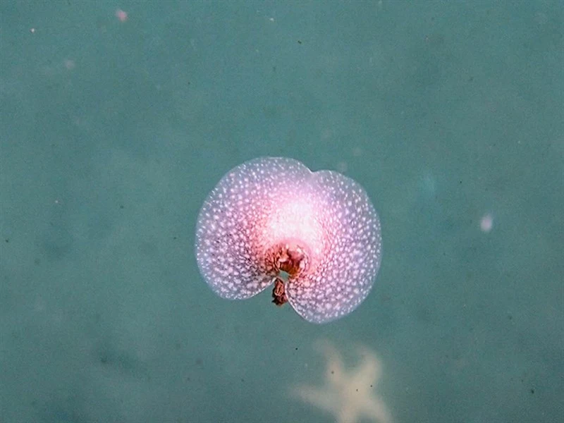 , Sea Hare, Akera bullata