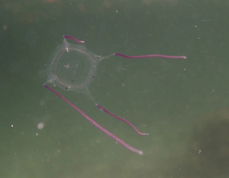 , Sea Wasp, Cube Jellyfish, Winged Box Jellyfish - Alatina alata, Alatina alata