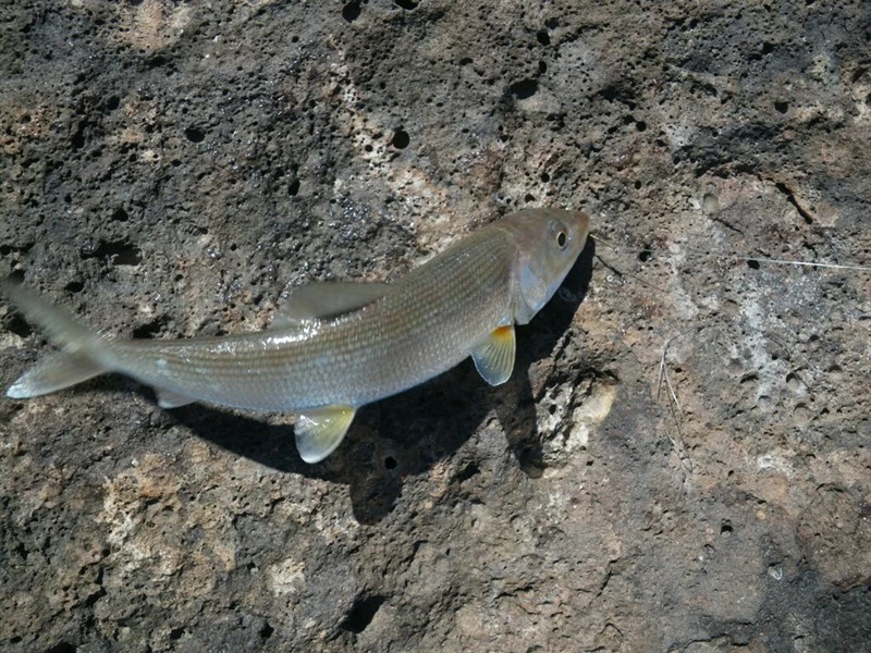 Eastern Pacific bonefish, Albula esuncula, Albula esuncula