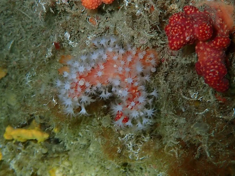 , Red Sea Fingers, Alcyonium glomeratum