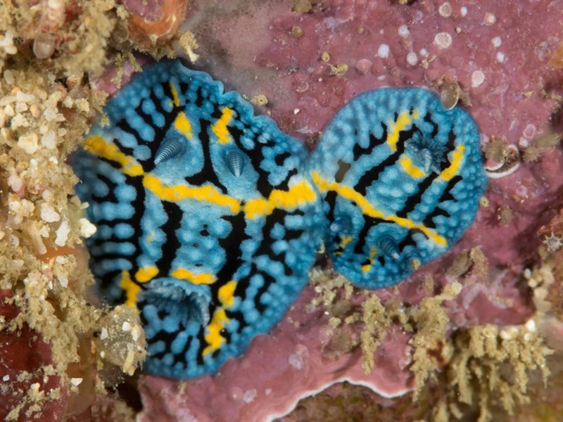 , Aldisa andersoni