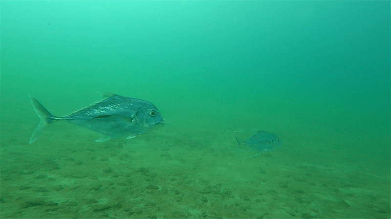 African pompano, African Pompano, Alectis ciliaris