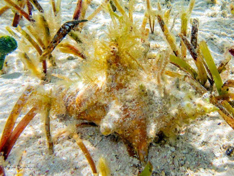 , Queen Conch, Pink Conch, Aliger gigas