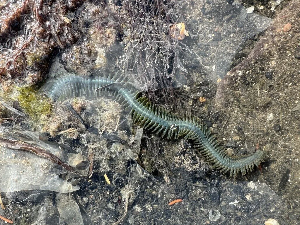 , Clam Worm, Pile Worm, Alitta succinea