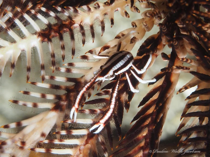 , Crinoid Squat Lobster, Feather Star Squat Lobster, Elegant Squat Lobster, Elegant Crinoid Squat Lobster, Allogalathea elegans