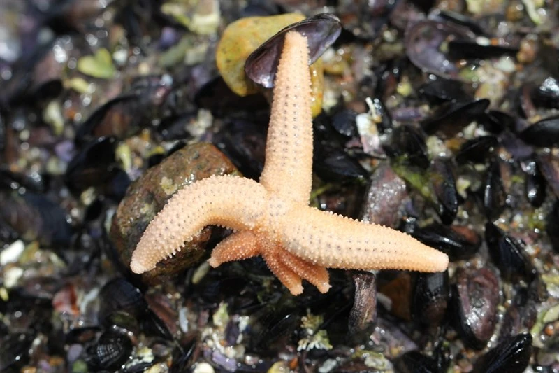 , Allostichaster capensis, Allostichaster capensis