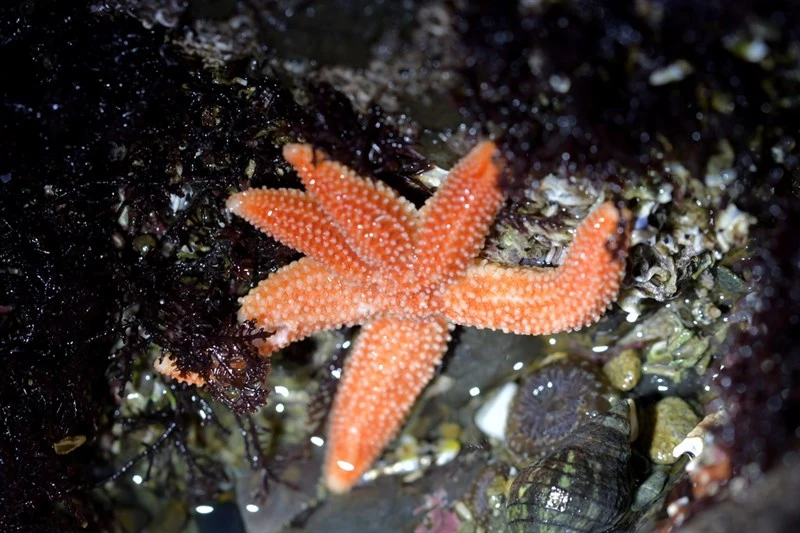 , Orange Splitting Star, Three And Three Star - Allostichaster insignis, Allostichaster insignis
