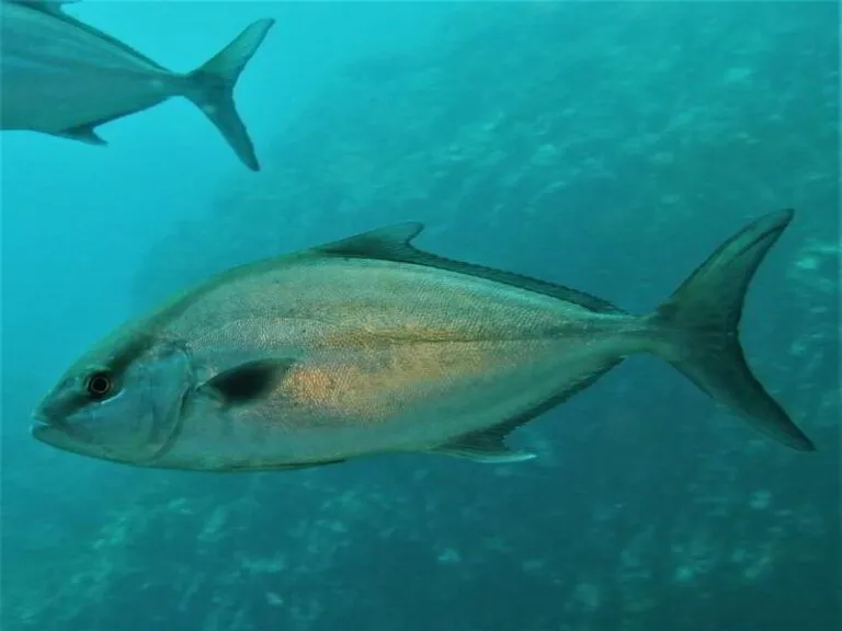 Almaco-Amberjack-longfin-yellowtail-image-photo-Seriola-rivoliana-scuba-diving-canary-islands-species-bony-fish