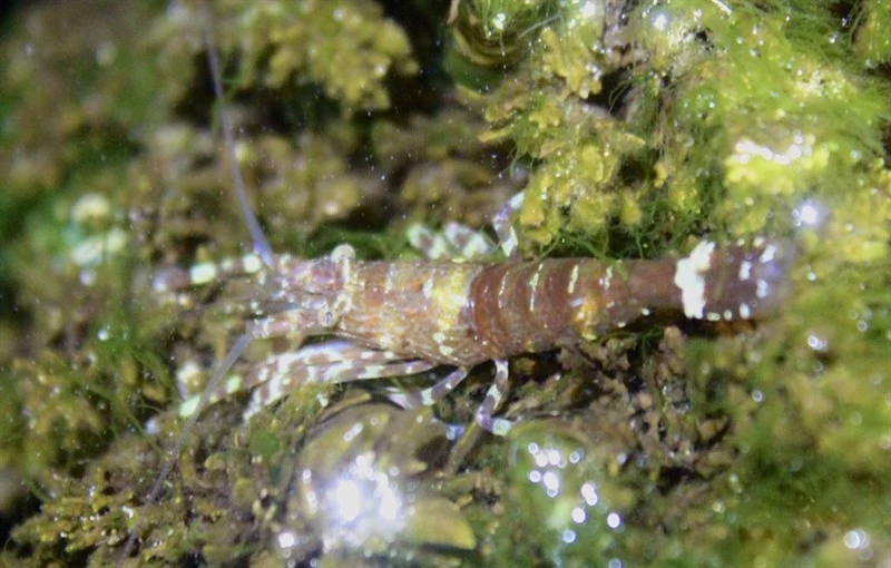 , Alope orientalis