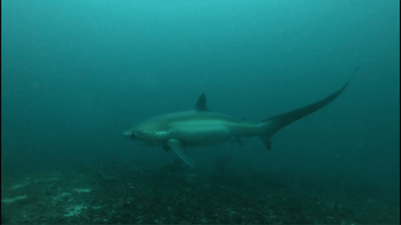 Pelagic thresher, , Alopias pelagicus