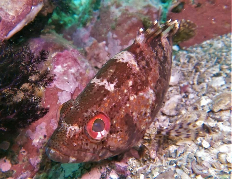 Pacific mutton hamlet, Pacific Mutton Hamlet, Alphestes immaculatus