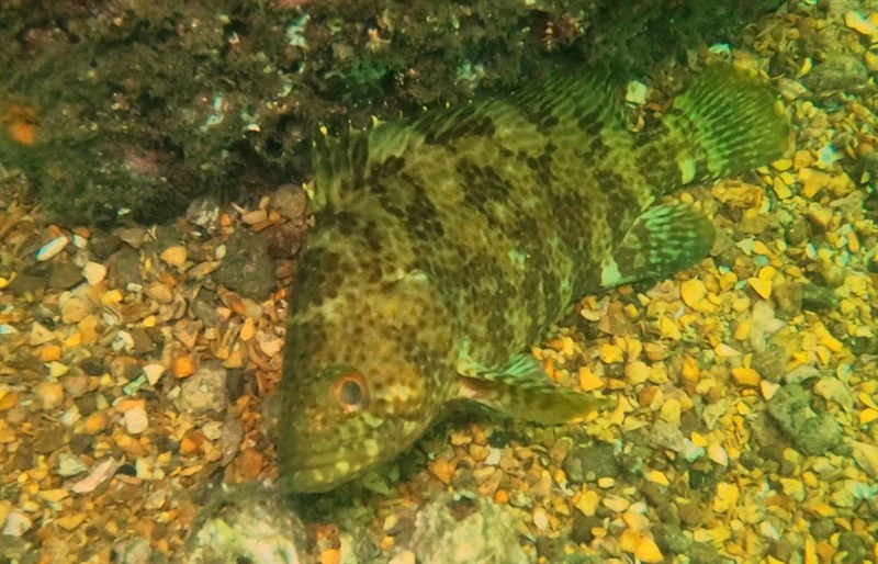 Rivulated mutton hamlet, Rivulated Mutton Hamlet, Rock Bass, Sea Bass, Pacific Guaseta - Alphestes multiguttatus, Alphestes multiguttatus