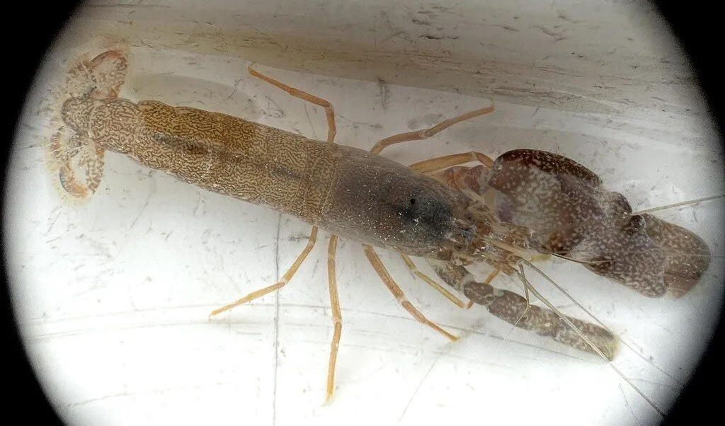 , Alpheus armillatus